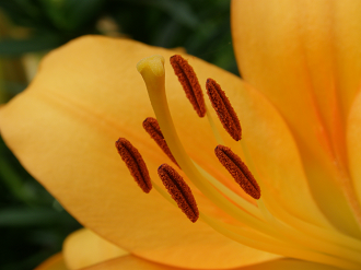 P6231818_thumb.png