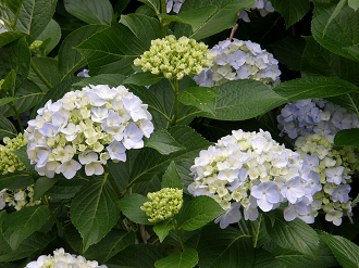 P6231833_thumb.png
