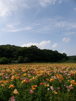 P6231841_thumb.png