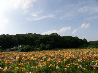 P6231843_thumb.png