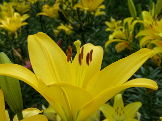 P6231911_thumb.png