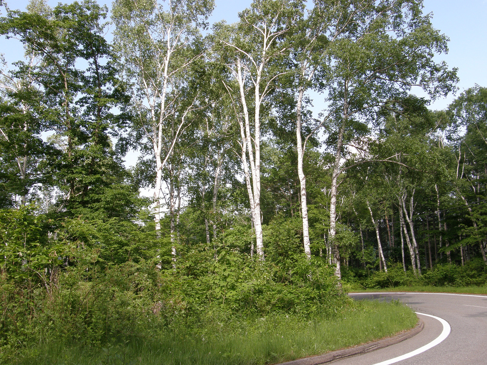 P6292185.jpg