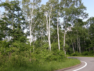 P6292185_thumb.png
