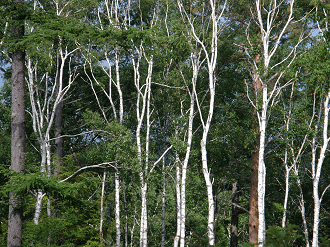 P6292188_thumb.png