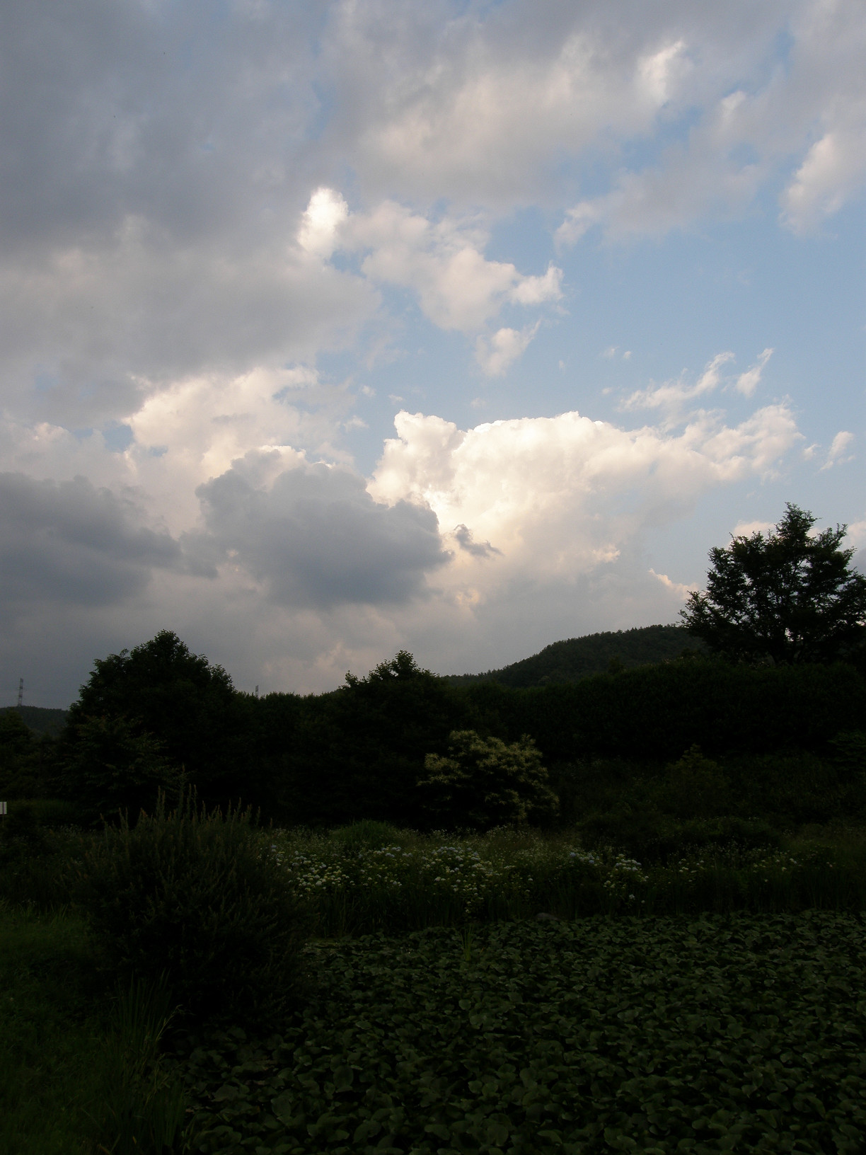 P6292286.jpg