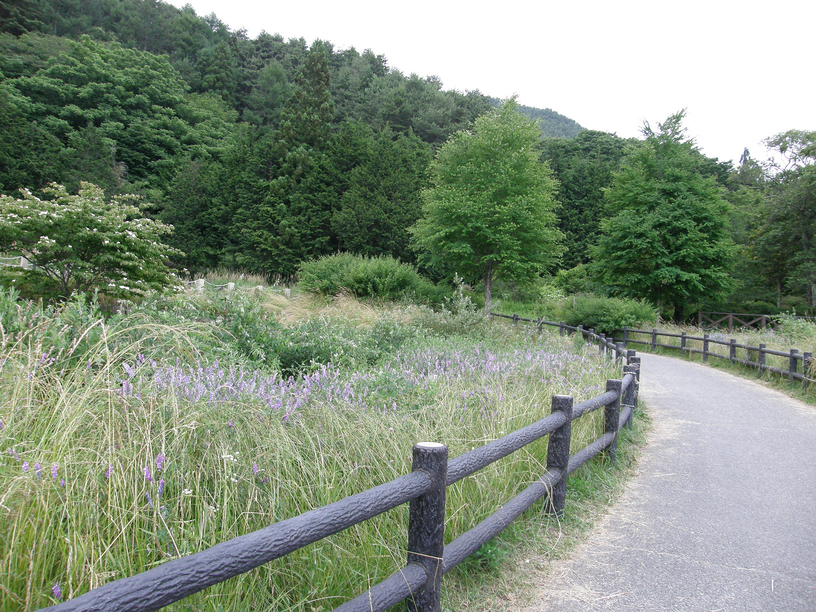 P6292295.jpg