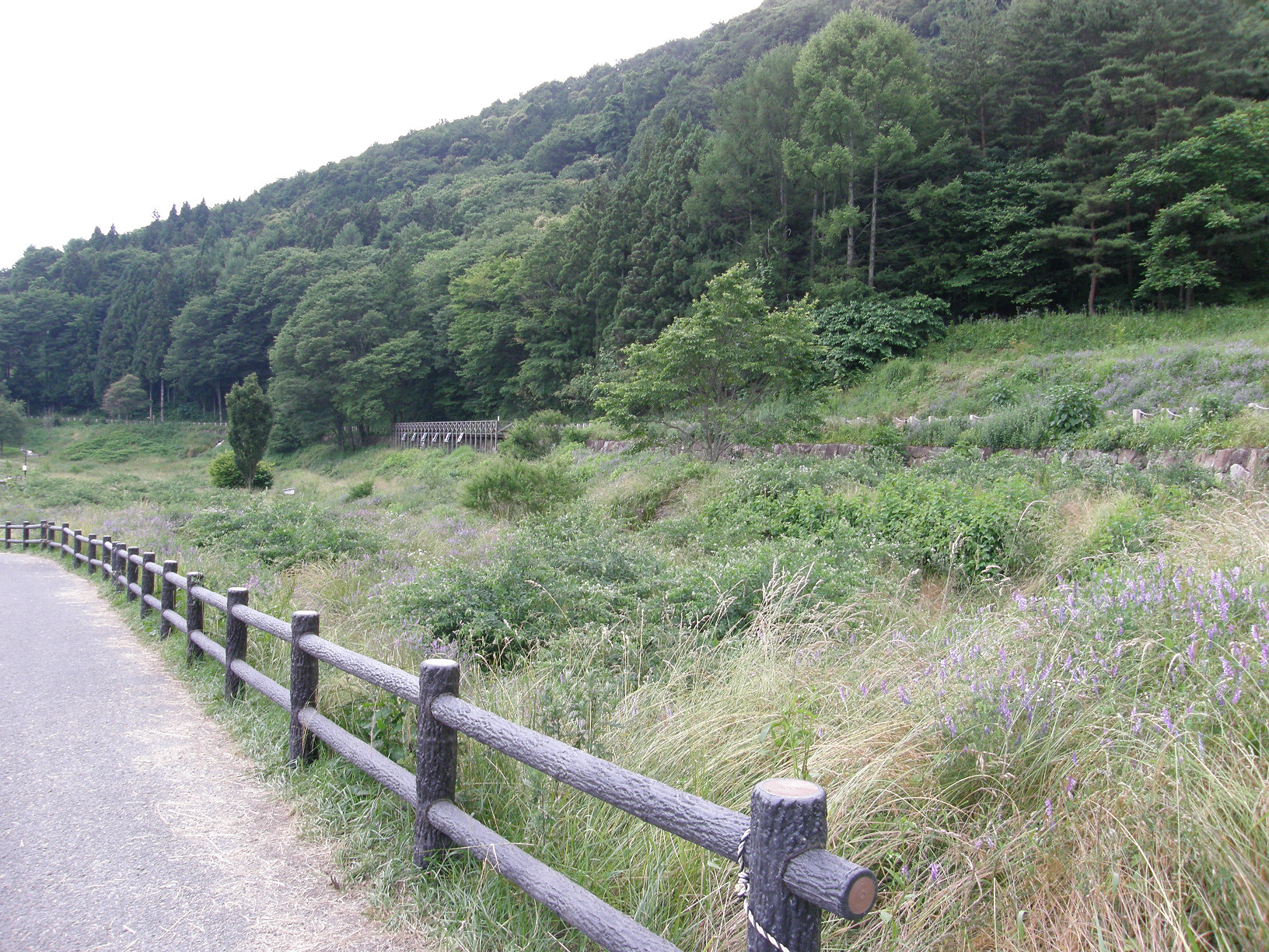 P6292296.jpg