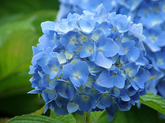 P6292303_thumb.png