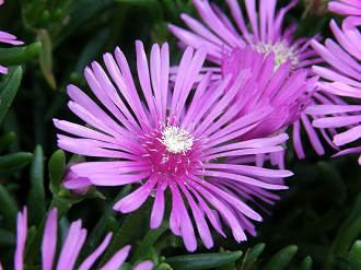 P6302449_thumb.png