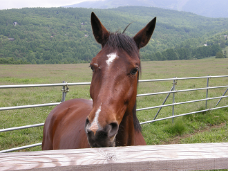 P6302524_thumb.png