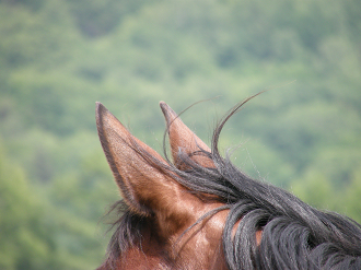 P6302532_thumb.png