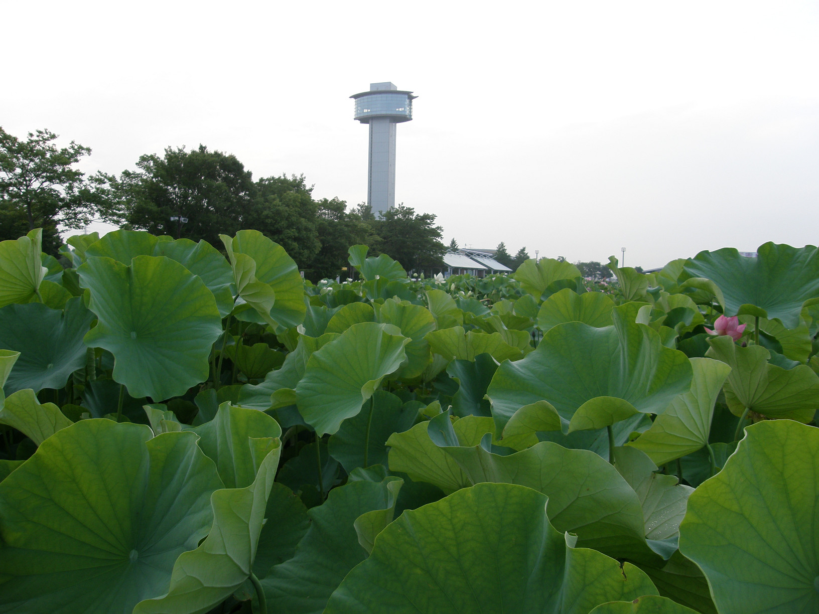 P7152752.jpg