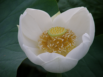 P7152798_thumb.png