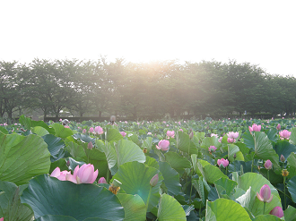 P7152841_thumb.png