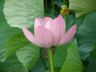 P7152861_thumb.png