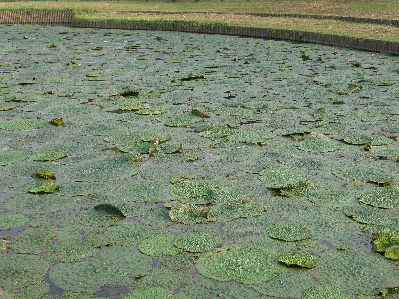 P7152893.jpg