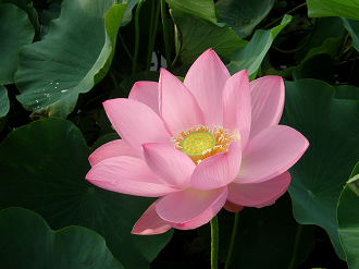 P7152914_thumb.png