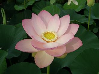 P7152940_thumb.png