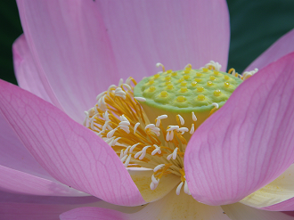 P7152991_thumb.png