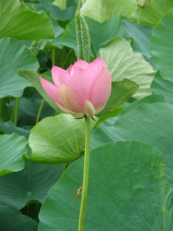 P7152999_thumb.png