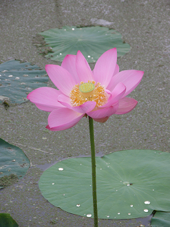 P7153008_thumb.png