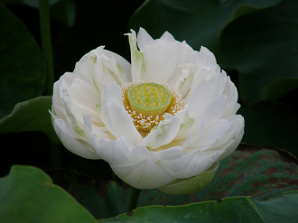 P7153023_thumb.png