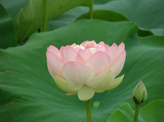 P7153031_thumb.png