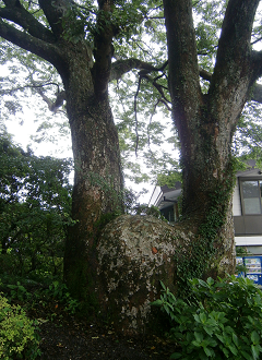 P7212852_thumb.png