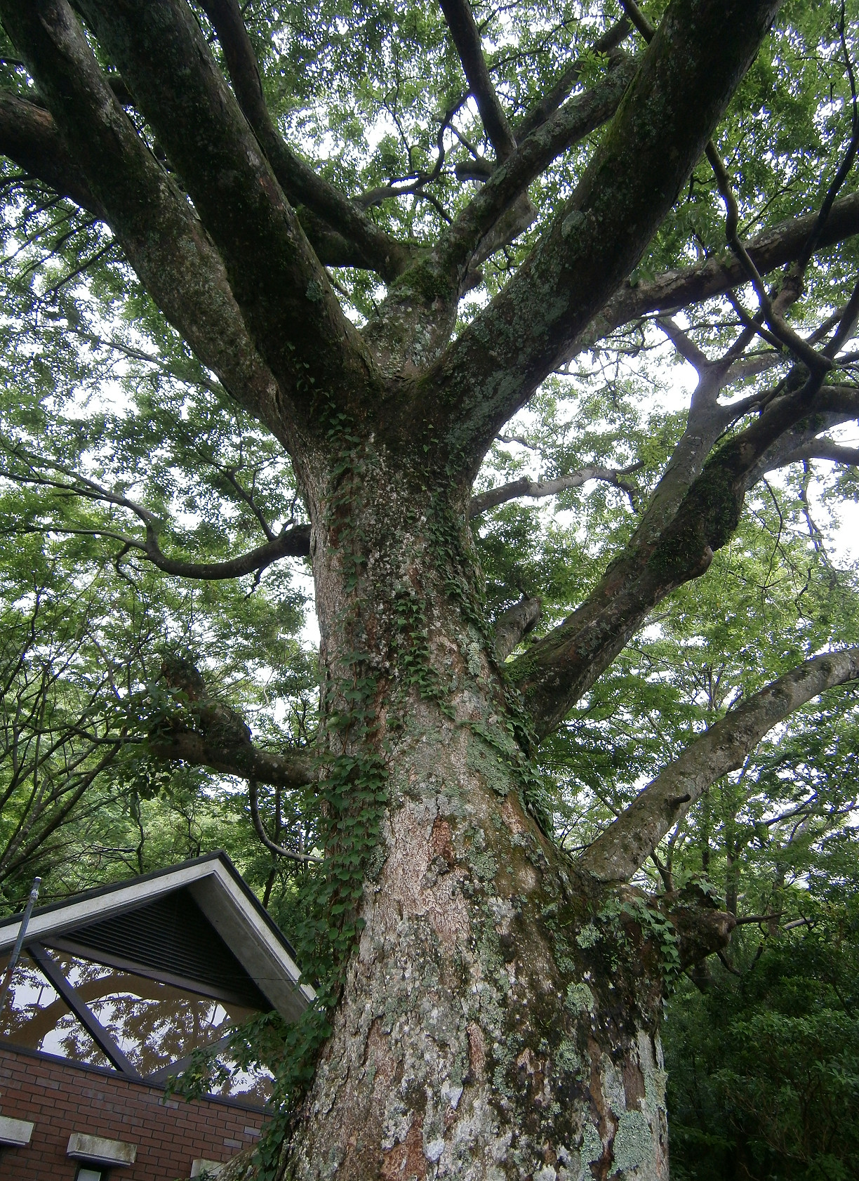 P7212853.jpg
