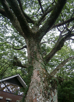 P7212853_thumb.png