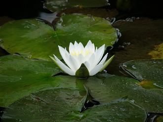 P7212931_thumb.png