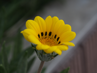 P8040066_thumb.png
