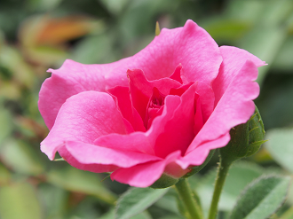 P8120396_thumb.png