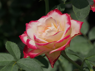 P8120406_thumb.png