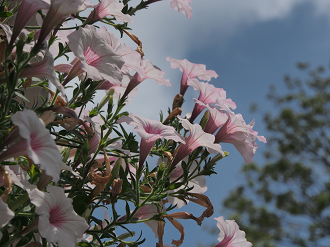 P8120410_thumb.png