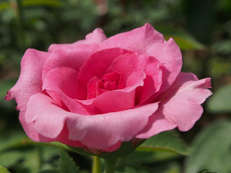 P8120520_thumb.png