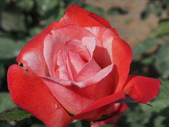 P8120524_thumb.png