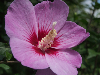 P8180673_thumb.png
