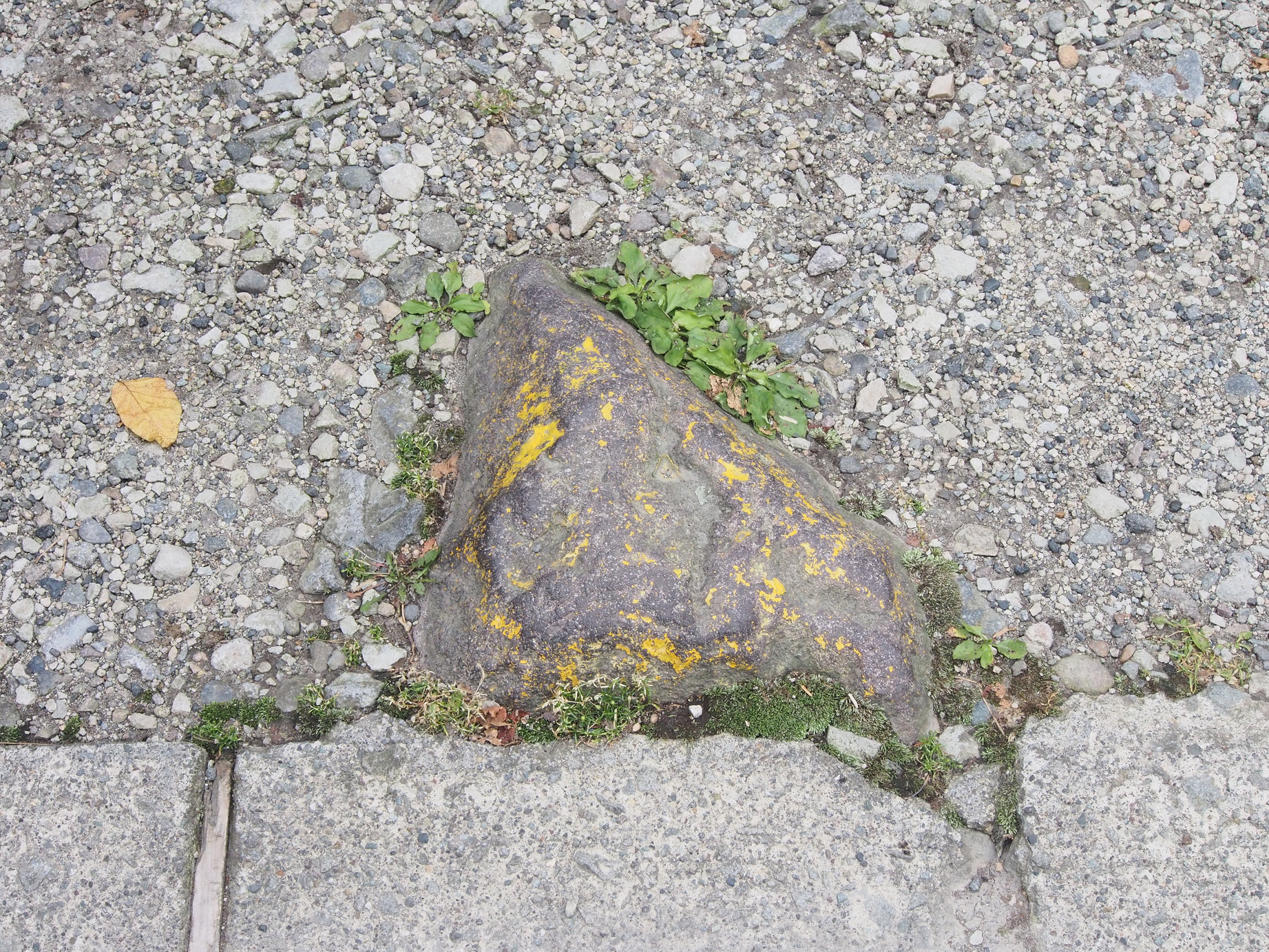 P8180740.jpg