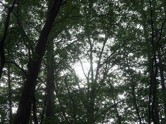 P8180956_thumb.png