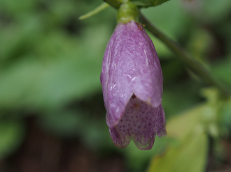 P9210200_thumb.png