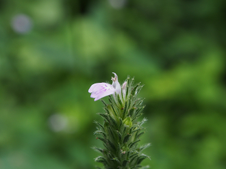 P9301103_thumb.png