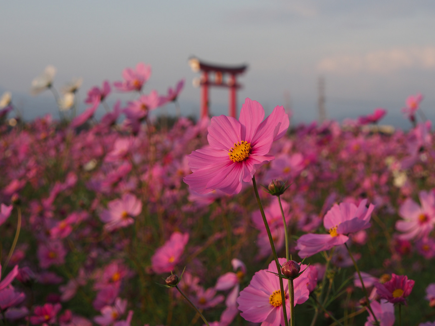 PA270315.jpg