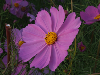 PA270329_thumb.png