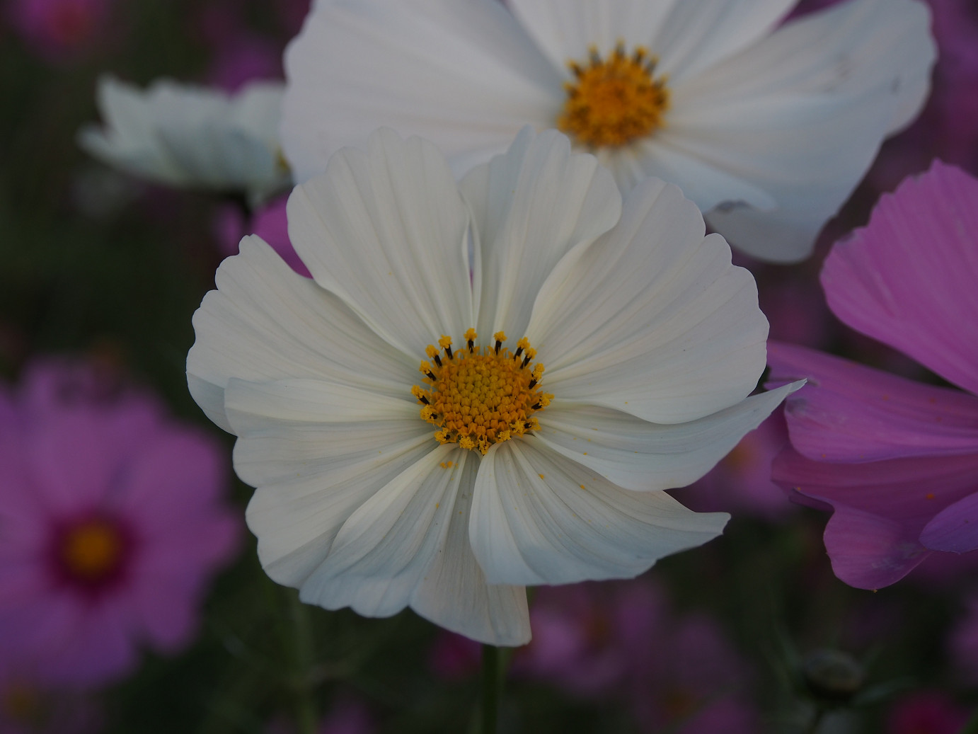 PA270337.jpg