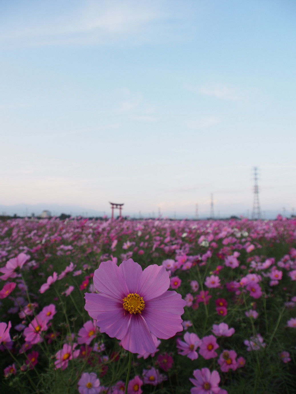 PA270343.jpg