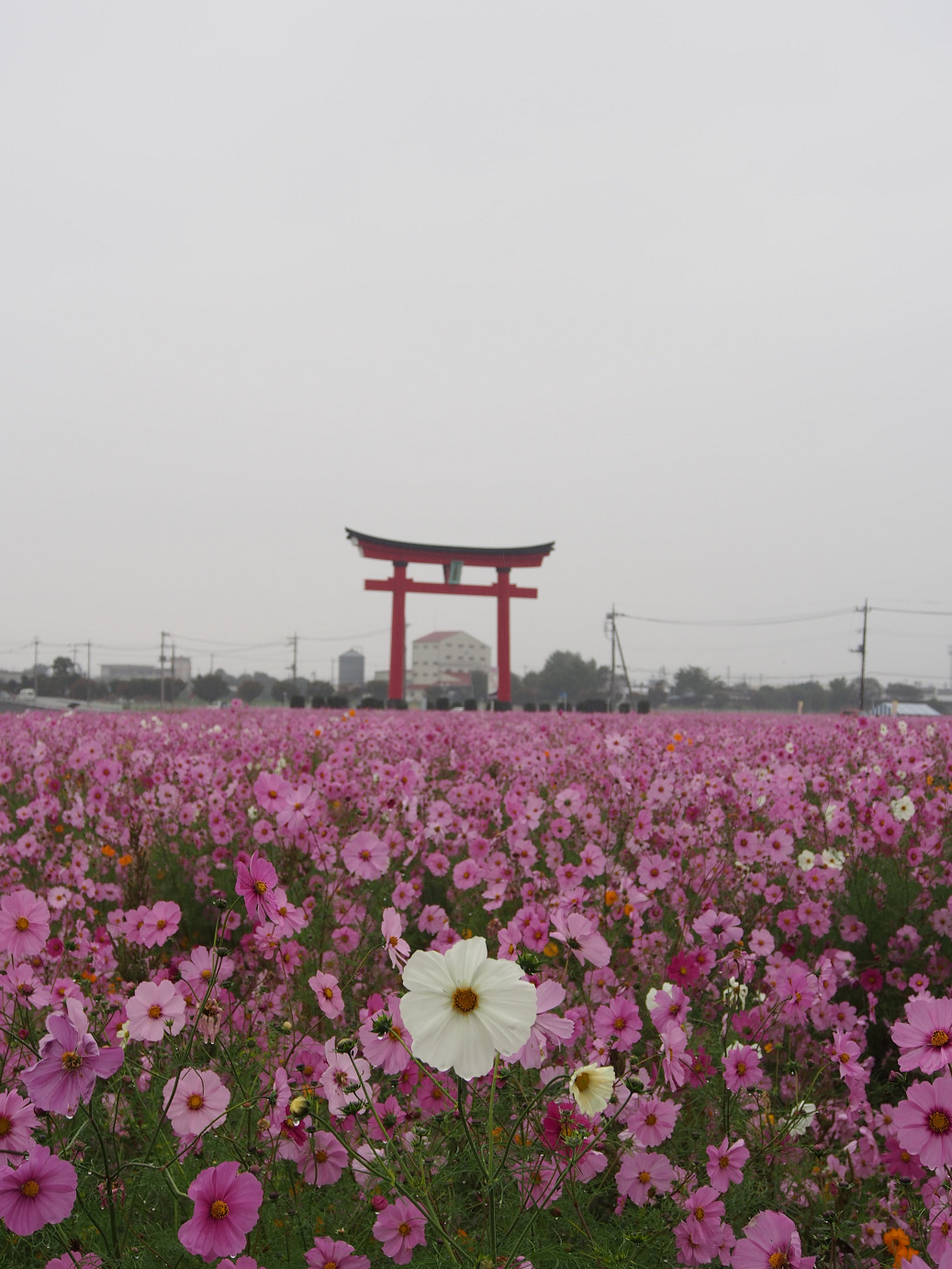 PA280409.jpg