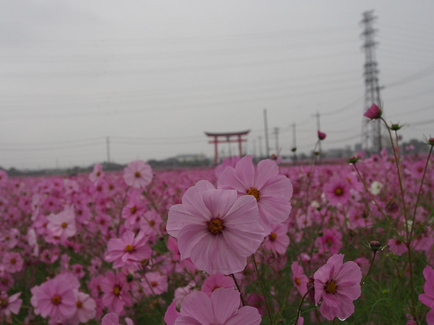 PA280410.jpg