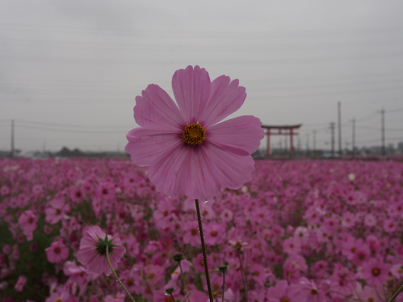 PA280416.jpg