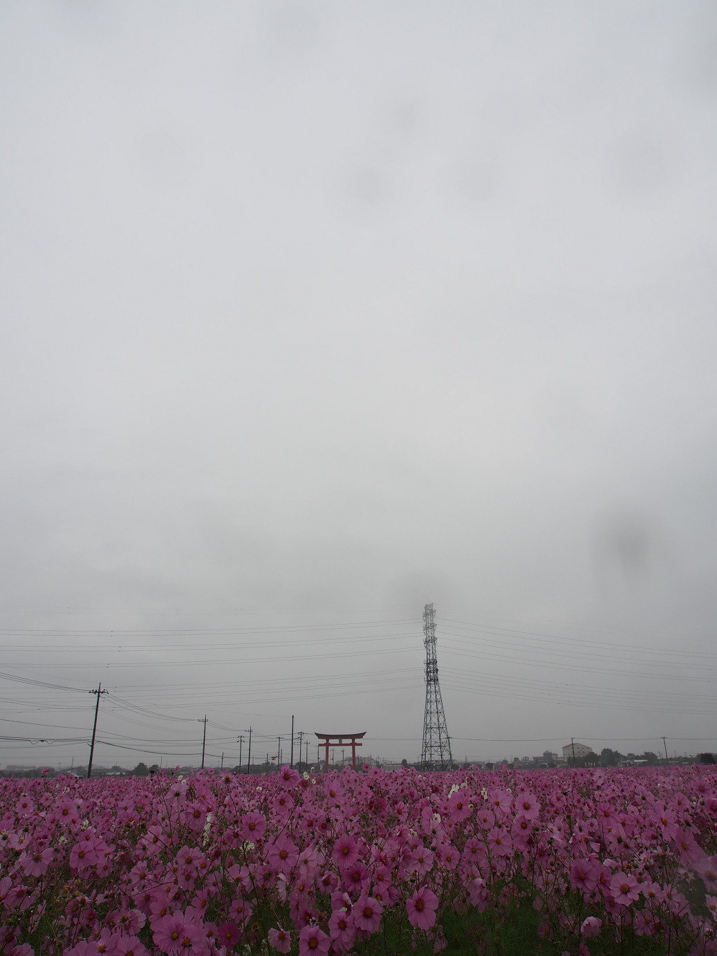 PA280425.jpg